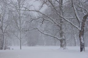 dense forest is covered with snow in Estonia