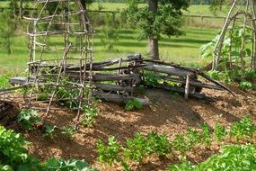 Green garden in summer