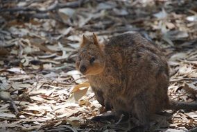 quokka or short-tailed kangaroo