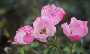 Pink flowers in autumn