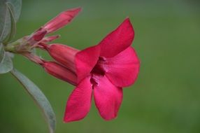 Macro photo of the beautiful pink and red flower