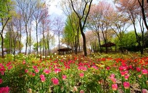 spring flowers in nature