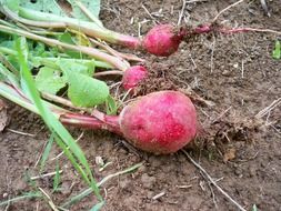 just harvested radishes