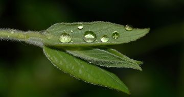sprout in water drops