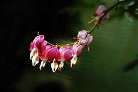 filigreed bleeding heart flowers