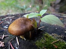 wild mushroom grows on tree stump
