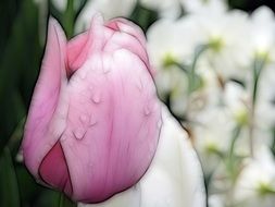 Raindrops on the pink and white tulips