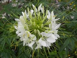 wild flower macro