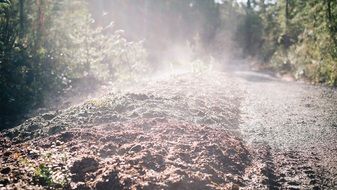 forest soil in the morning