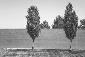 trees in front of fence black and white