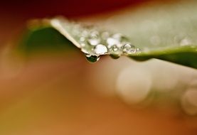 drops of water on the green leaf macro on a blurred background