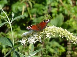 butterfly on summer lilac with green leaves