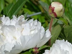 white fluffy rhododendron flowers
