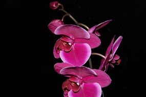 Macro photo of the orchid flowers