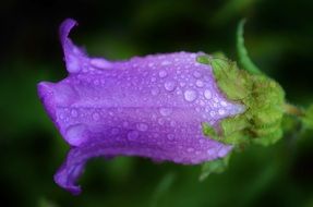 violet summer flower after rain