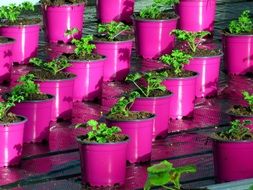 green plants in bright purple pots