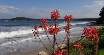 flora of corsican seaside