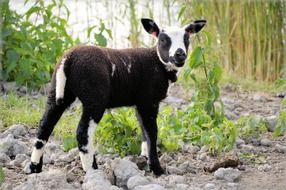 farm lamb on pasture