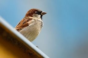 Brown sparrow bird