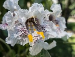 white orchid with purple spots
