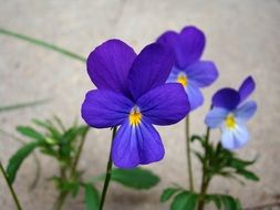 blue violets in pots