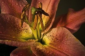 lily blossom in water droplets