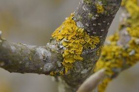 yellow lichen on a tree in winter