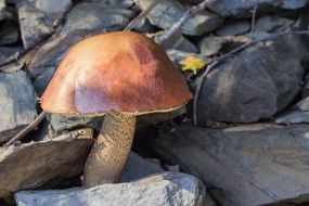 Photo of mushroom on a stones close-up