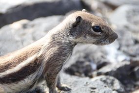 gopher on the stone