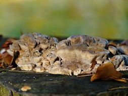 Fungus in the forest in nature
