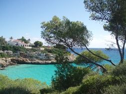 trees near the cliffs in majorca
