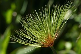 pine shoot close up