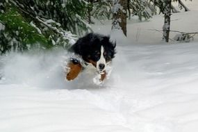 Bernese mountain dog in snow