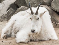 mountain white goat on the background of the mountain