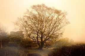 bare tree and fog early at morning, uk, england, north yorkshire