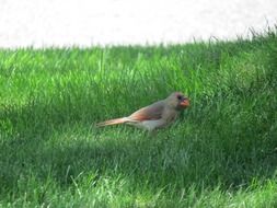 Beautiful cardinal bird in the grass