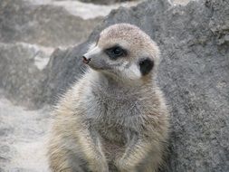 cute funny meerkat