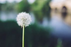 dandelion, white fluffy seed head