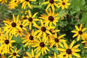 Picture of yellow wildflowers