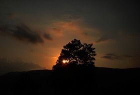 sunset behind a tree