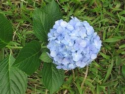 flower blue in garden