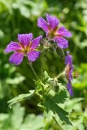 wild cranesbill blossoms