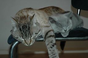 cat and kitten is sleeping on a chair