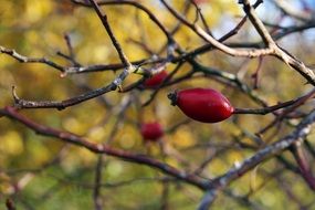 autumn burgundy rosehips