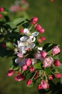 white and pink apple blossoms