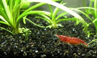 cherry shrimp on the bottom of the aquarium