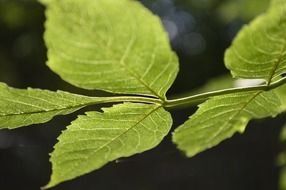 green leaves sunshine shady
