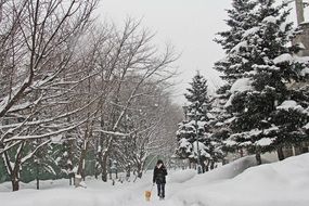 beautiful park winter peaceful landscape