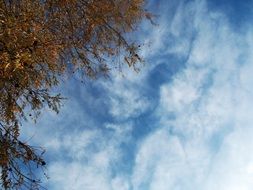 white clouds in the blue sky on a tree background