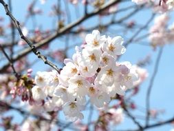 magic sakura in spring